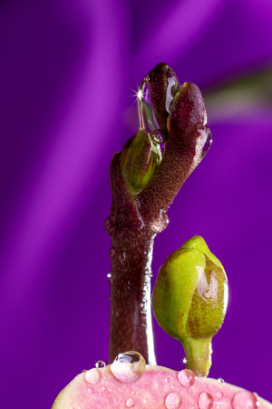 Burgeon of orchid with water drops on purple background. Macro. Close up.の写真素材