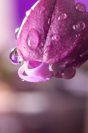 Burgeon of orchid with water drops on purple background. Macro. Close up.の写真素材