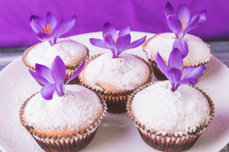 Muffins on white plate, decorated with crocus flower on wooden light purple background. Springの写真素材