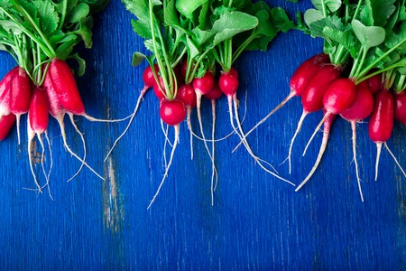 Fresh radish on blue background. Top view. Three bunches of small radishesの写真素材