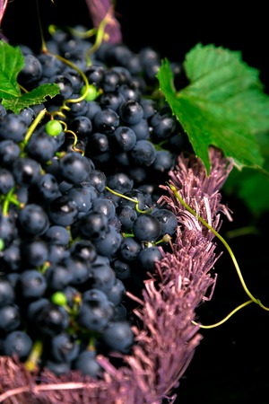 Red wine grapes in voiolet basket on bllack backgroundの写真素材
