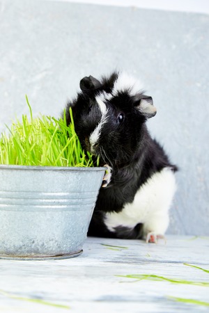 Blacck guinea pig near vase with fresh grass. Studio foto.の写真素材