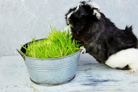 Blacck guinea pig near vase with fresh grass. Studio foto.の写真素材