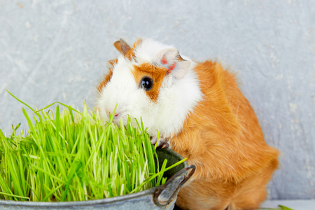 Redhead  guinea pig near vase with fresh grass. Studio foto.の写真素材