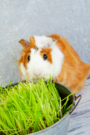 Redhead  guinea pig near vase with fresh grass. Studio foto.の写真素材