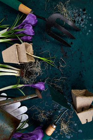 Gardening tools, peat pots, crocus flower and young seedlings, watering can on a green background. Concept of spring gardening. Top view. Copy space.の写真素材