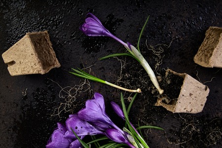 Gardening. Peat pots, crocus flower and young seedlings, watering can on a green background. Concept of spring gardening.の写真素材