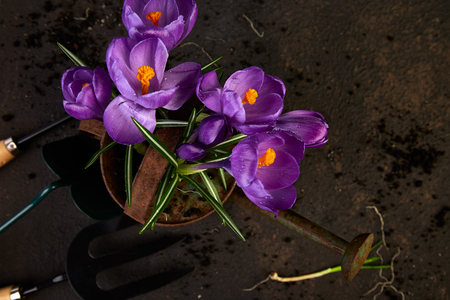 Gardening tools, crocus flower and young seedlings, watering can on a brown background. Concept of spring gardening. Top view. Copy space.の写真素材