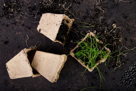 Peat pots with young seedlings, grass on a brown background. Concept of spring gardening.Ecoの写真素材