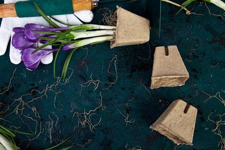 Gardening tools, peat pots, crocus flower and young seedlings, watering can on a green background. Concept of spring gardening. Top view. Copy space.の写真素材