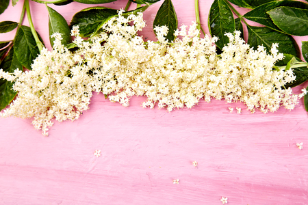 Flower of elder on pink background. Frame from elderflower. Top view. Flat lay. Copy space.の写真素材