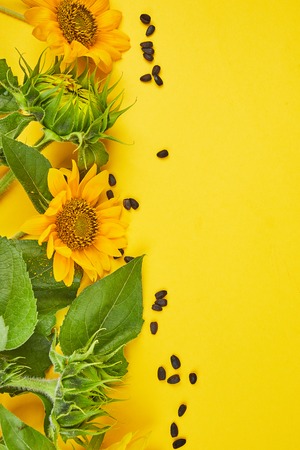 Flowers of sunflower, leaves and seed, mature on yellow background. Autumn Concept. Top View. Space for Text. Flat lay. Flowers composition. Still life.の写真素材
