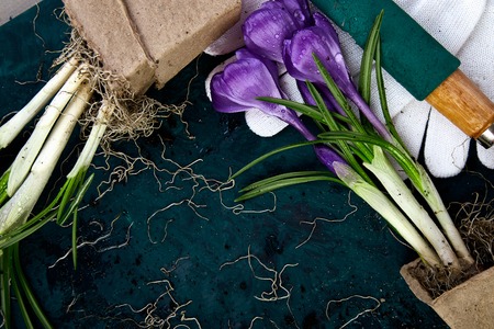 Gardening tools, peat pots, crocus flower and young seedlings, watering can on a green background....