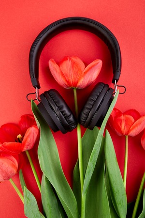 Black Headphones and red  bouquet tulips on red background. Flat lay. Top view. Copy space. Listen to  the music.の写真素材