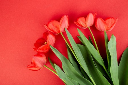 Overhead view of red tulips isolated on red background. Flat lay, top view.  Empty space for lettering, text, letters, inscription. Beautiful horizontal flat lay postcard templateの写真素材