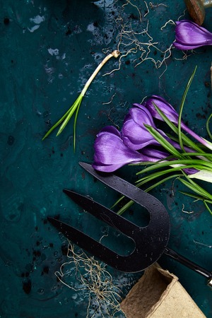 Gardening tools, peat pots, crocus flower and young seedlings, watering can on a green background. Concept of spring gardening. Top view. Copy space.の写真素材