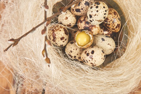 Quail eggs in the nest on wooden  with willow branch.