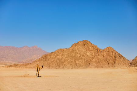 One Camel stay on a desert land with blue sky on the backgroundの写真素材