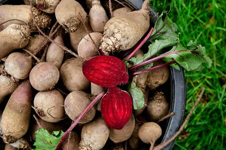 Fresh organic beetroot with green leaves in a basket. Beet after harvesting from village garden. Village gardening. Bio products healthy lifestyle.の写真素材