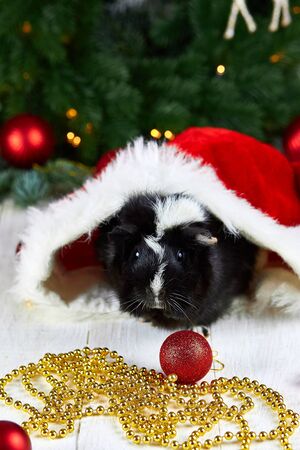 Black guinea pig among new year's decoration, lights. New year. Funny Animal. Guinea Pig Christmas portraitの写真素材