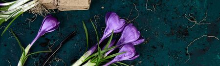 Banner of Gardening tools, peat pots, crocus flower and young seedlings, watering can on a green background. Concept of spring gardening. Top view. Copy space.の写真素材