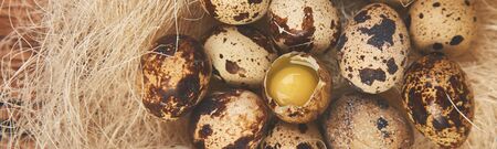 Banner of Quail eggs in the nest on wooden background. Happy easter. Top view. Free space. Flat lay. Spring. Easter egg.の写真素材