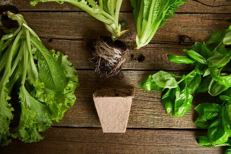 Flat lay of Gardening tools, basil, greens eco flowerpot, soil on wooden