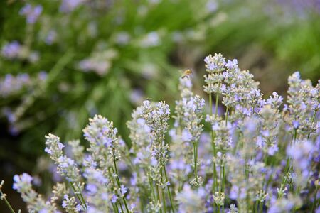 Close up of Lavender bushes on sunset in summer, Lavender field in sunlight.の写真素材
