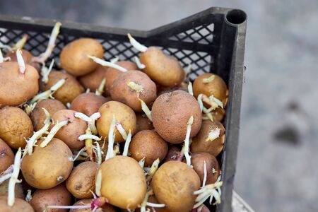 Sprouted Potatoes. Sprouted potatoes in basket on the eve of spring, letting sprout, close up.の写真素材
