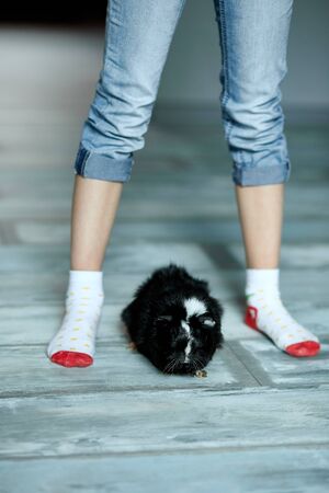 Child playing with guinea pig, stay quarantine time kid home. Girl take care of pets. Schooler kid petting cavy. Pet rodents. Trip to zoo or farm.の写真素材