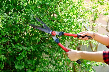 Man hands cuts branches of bushes with hand pruning scissors. Gardener trimming and landscaping...