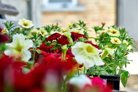 Petunia flowers in black plastic crates garden center. Boxes with seedlings of flowers petunia for planting outdoor. Garden work.
の写真素材