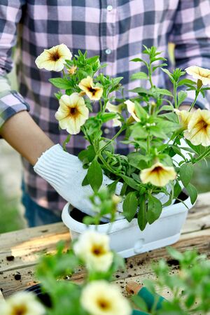 Gardener planting with flower pots tools. Woman hand planting flowers petunia in the summer garden at home, outdoor. The concept of gardening and flowers. Gardener planting with flower pots toolsの写真素材