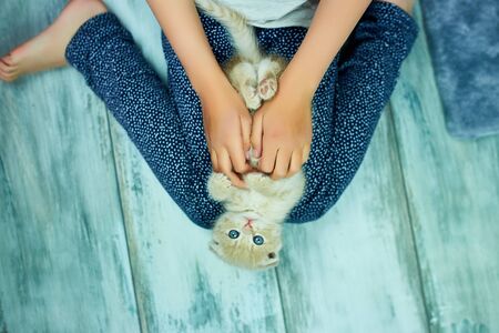 The child girl plays with a British little playful kitten at home. The girl's hands caress and caress the cat. Funny redhead cat. Copy space. Top view.の写真素材