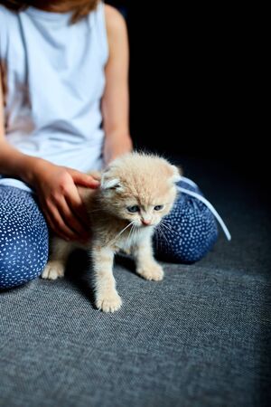 The child girl plays with a British little playful kitten at home. The girl's hands caress and caress the cat. Funny redhead cat. Copy space.の写真素材