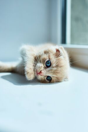 British little playful kitten at home near the window, Scottish kitten, Funny redhead cat.の写真素材