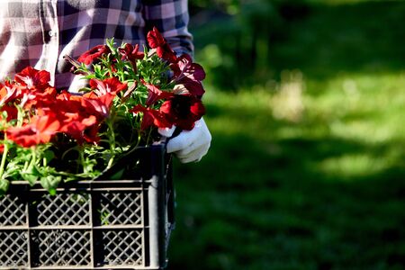 Florist hold box full of petunia flowers. Gardener is carrying flowers in crate at shop. Woman shopping for flowers in garden center carrying basket. Gardener is ready for planting at springtime.の写真素材