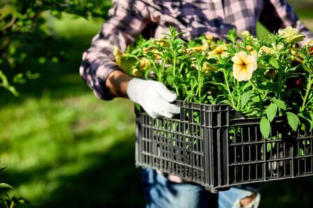 Florist hold box full of petunia flowers. Gardener is carrying flowers in crate at shop. Woman...