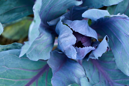 Fresh cabbage plants on the field, autumn harvest, cabbage are growing in garden, organic vegetable background, agriculture concept.の写真素材