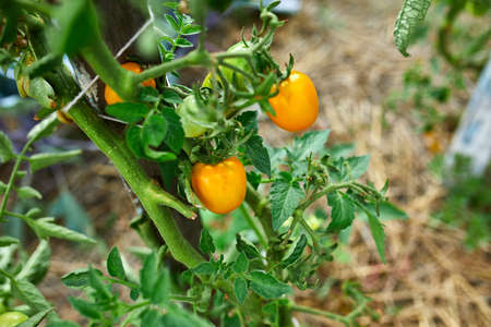 Ripe tomatoes in garden, fresh red vegetable hanging on branch organic vegetable production, autumn...
