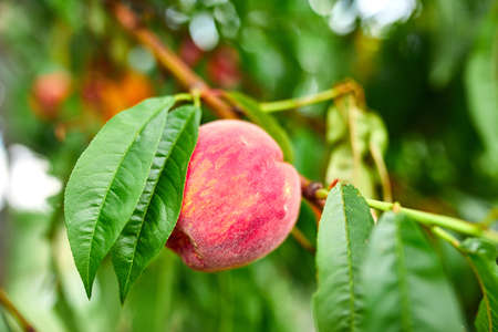 Sweet peach fruits growing on a peach tree branch, peach tree with fruits growing in the garden, harvest.の写真素材