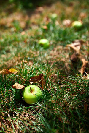 Autumn apples on the ground in a garden with fallen apple in the fall season.の写真素材