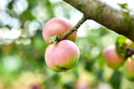 Ripe red apple fruit on tree, branch of apples tree, fresh organic fruits with green leaves in garden, harvest season.の写真素材