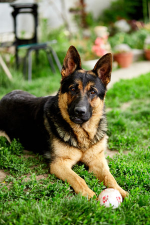 German shepherd lying on the grass in the park. Portrait of a purebred dog. Looking in the camera. German Shepherd on the grass, dog in the park, dogs portraitの写真素材