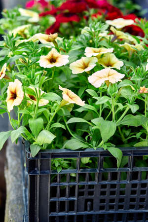 Petunia flowers in black plastic crates garden center. Boxes with seedlings of flowers petunia for planting outdoor. Garden work.の写真素材