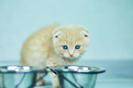 Cute little british kitten and bowl with food at home. Little cat eating at home.