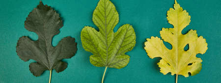 Banner of Creative layout of colorful green and yellow autumn leaves. Autumn pattern made of leaves on green background. Flat lay. Top view. Season concept. Fall. Thanksgiving dayの写真素材