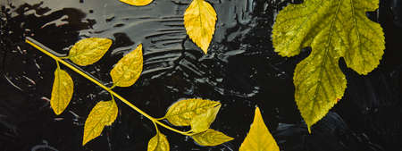 Banner of Creative layout of colorful yellow autumn leaves. Autumn pattern made of leaves on black...