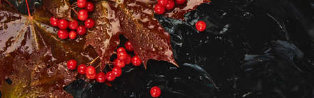 Banner of Autumn background with autumn wet maple red leaves and viburnum berries on black background. Top view. flat lay. copy space. Thanksgiving day. Rain.の写真素材