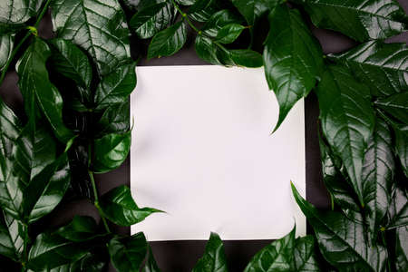 Mockup of white blank  card  on a dark background with green leaves on the sides, creative layout, flat lay, space for text, top view,  product banner, eco-friendly, Nature and ecology concept.の写真素材